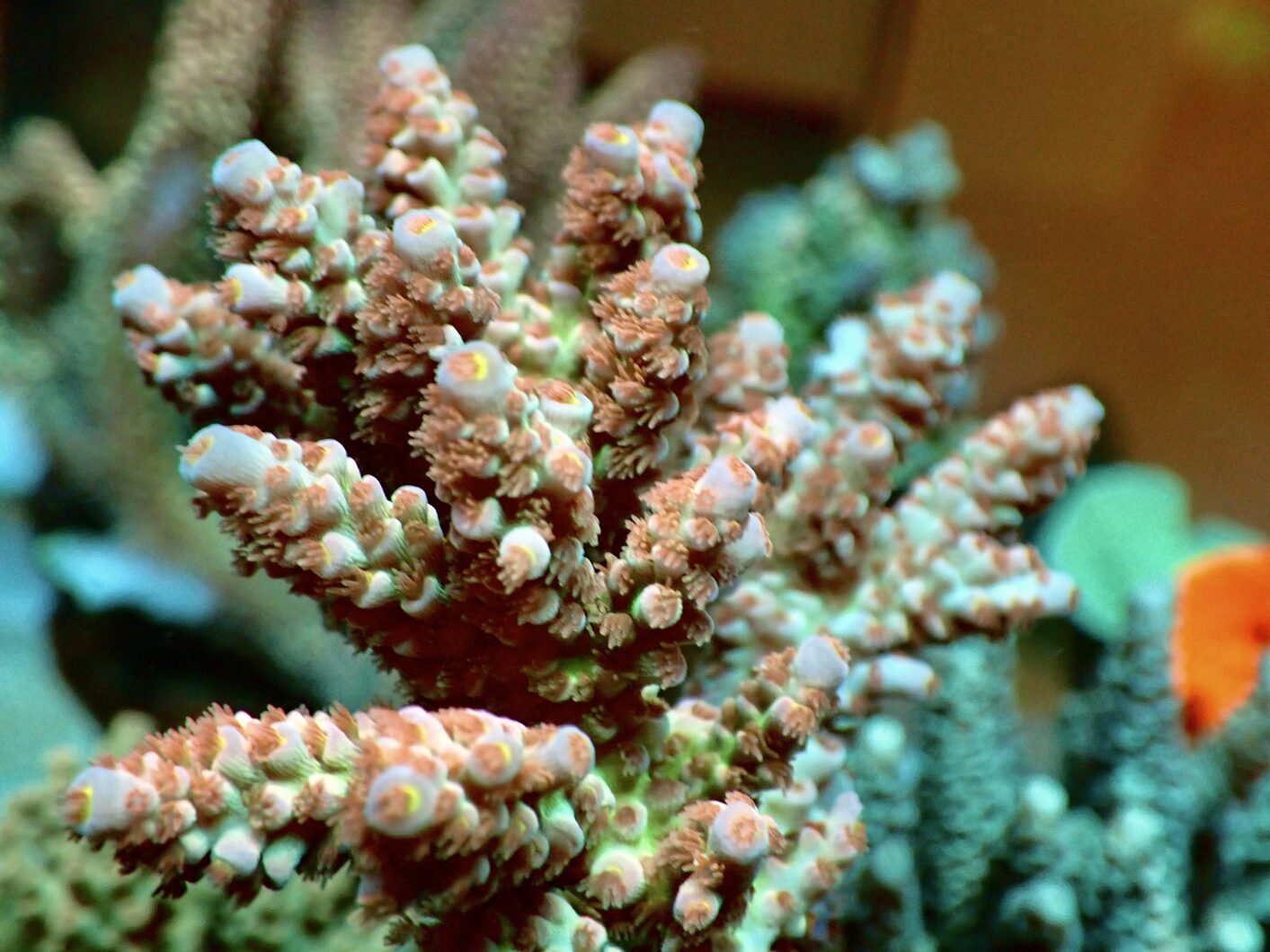놀라운 산호색 성장과 건강을 얻는 10가지 비밀