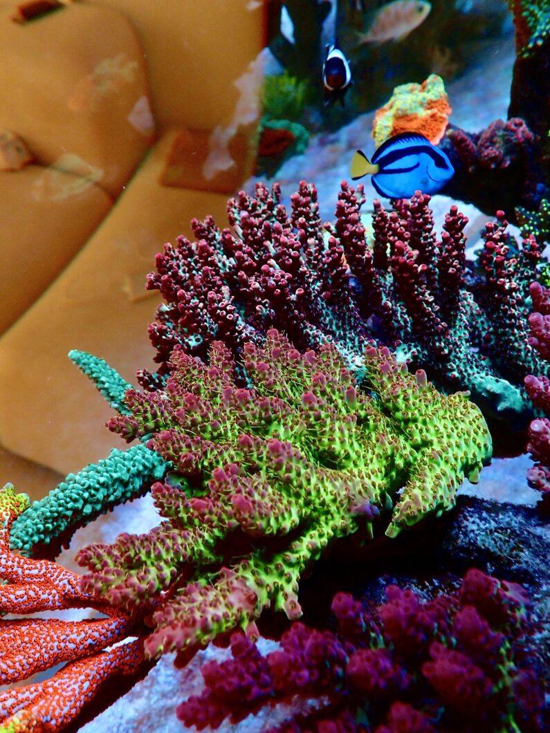 Most Beautiful colorful sps reef tank