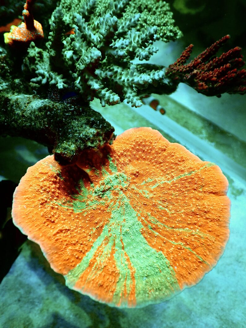 驚くべき-珊瑚色-最高-導かれた-光-大西洋-アイコン-