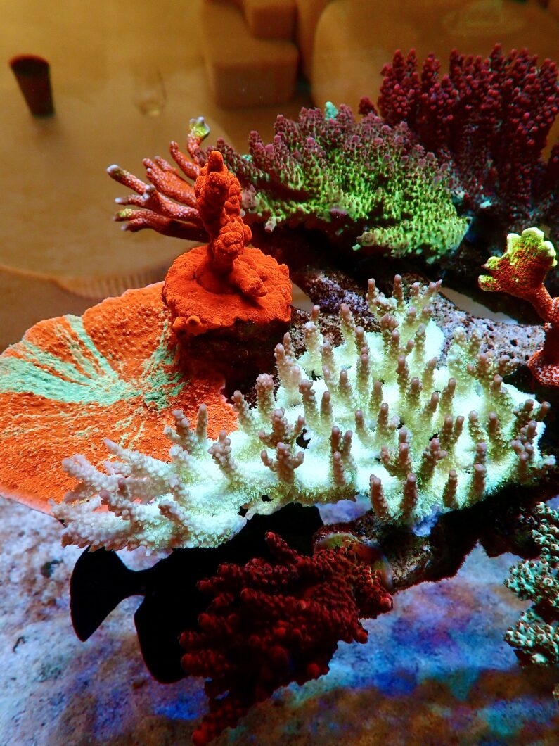 急速なサンゴの成長色-大西洋-アイコン-LED-ライト-