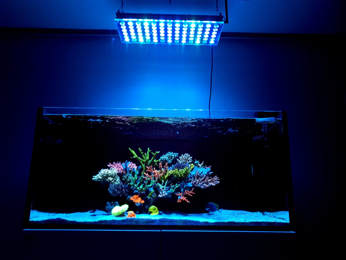 arrecife de agua salada aquascape atlantik icon luz LED