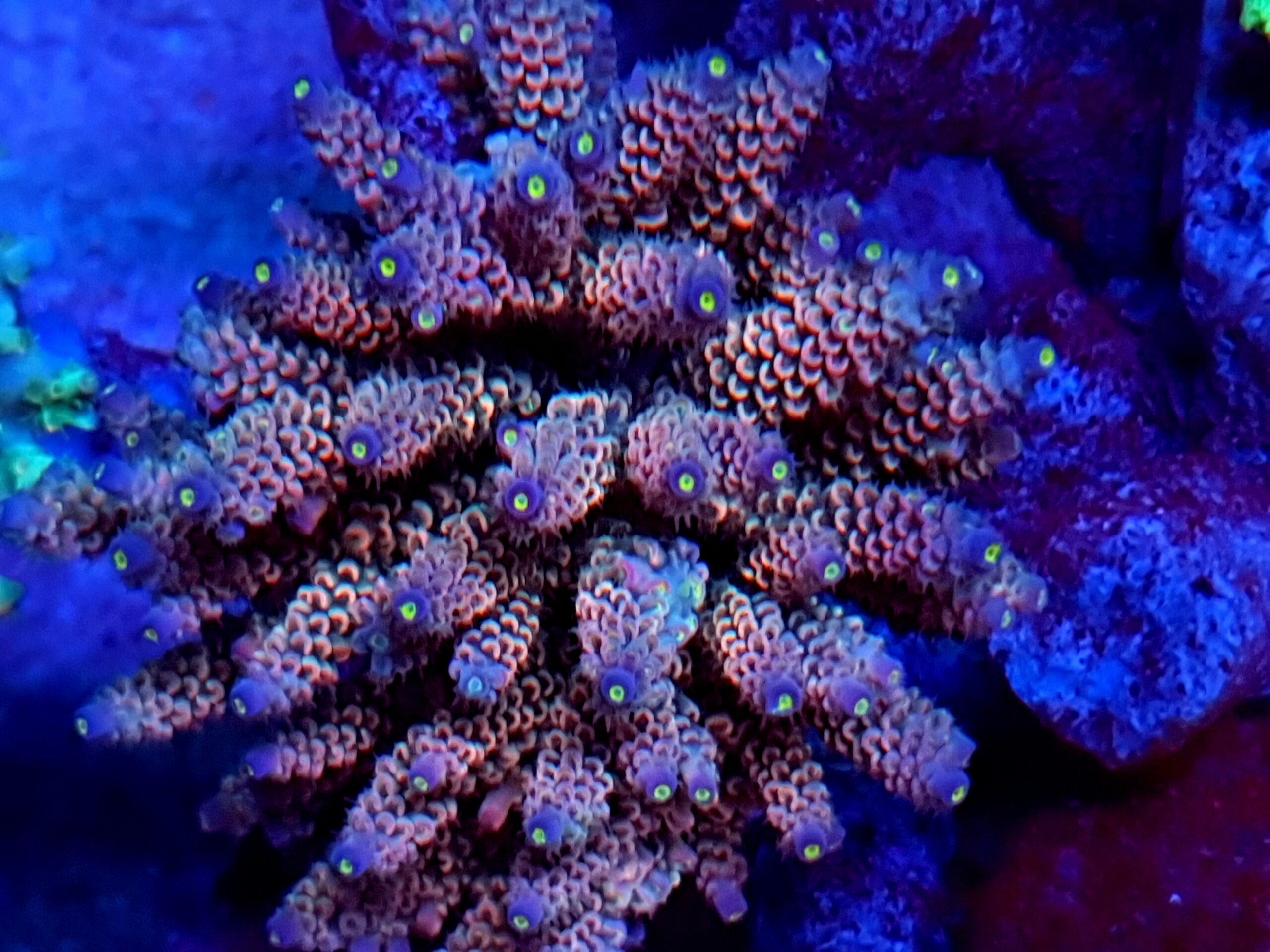 sps color coral Atlantik iCon Reef Acuario Luz LED