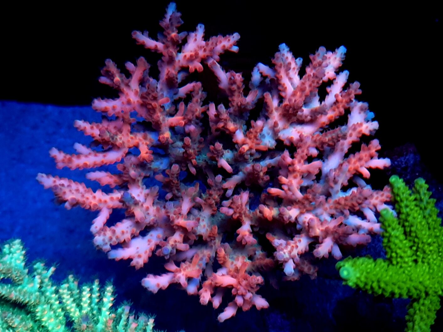 sps korallfarge Atlantik iCon Reef Aquarium LED Light First Impressions Anmeldelser Photos by Clients2