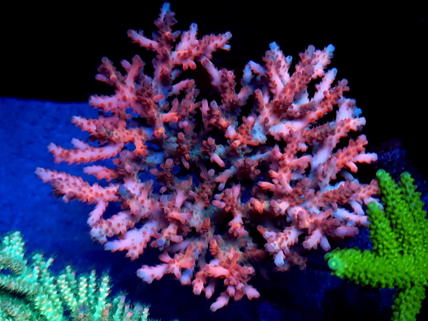 sps coral color Atlantik iCon Reef Aquarium LED Light První dojmy Recenze Fotografie od klientů2