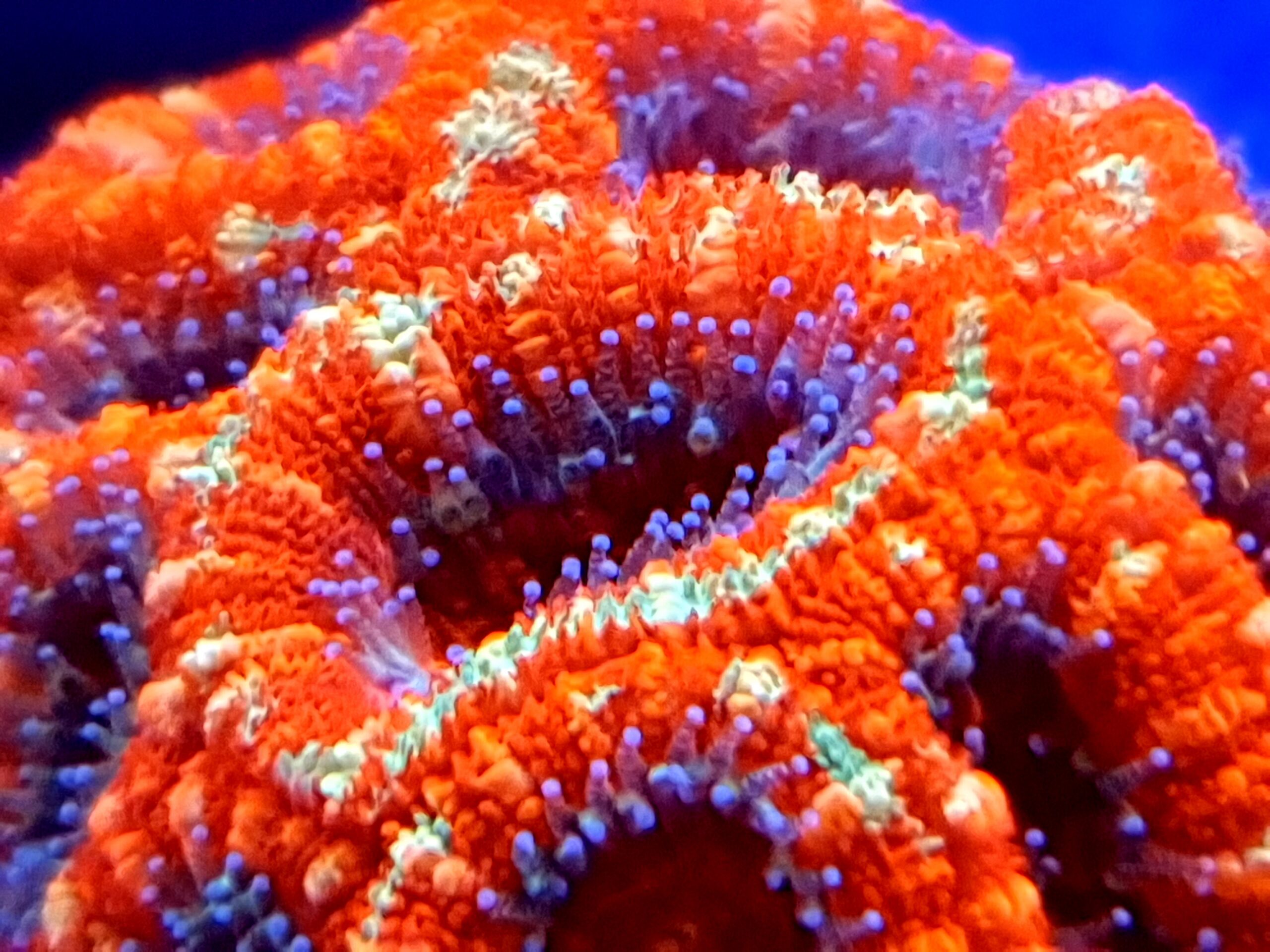 sps korallfarge Atlantik iCon Reef Aquarium LED Light First Impressions Anmeldelser Photos by Clients3