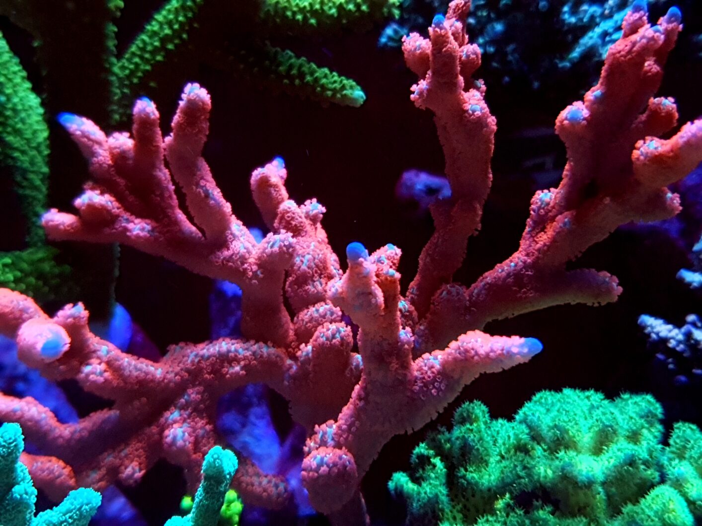 sps korallfarge Atlantik iCon Reef Aquarium LED Light First Impressions Anmeldelser Photos by Clients5