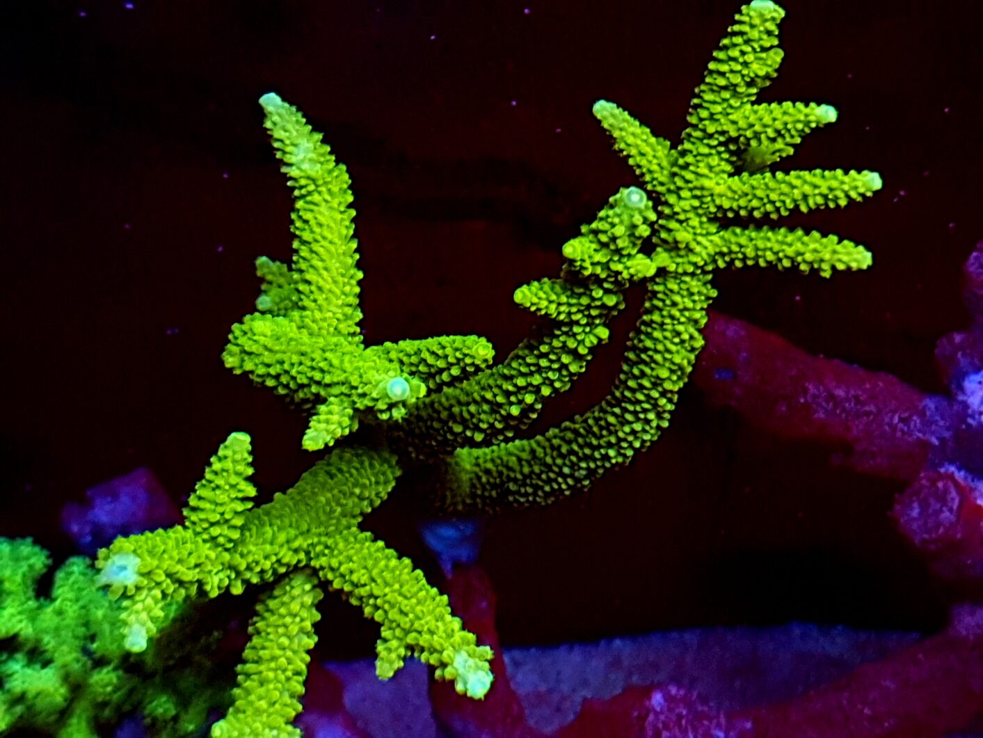 grønn sps korallfarge Atlantik iCon Reef Aquarium LED-lys