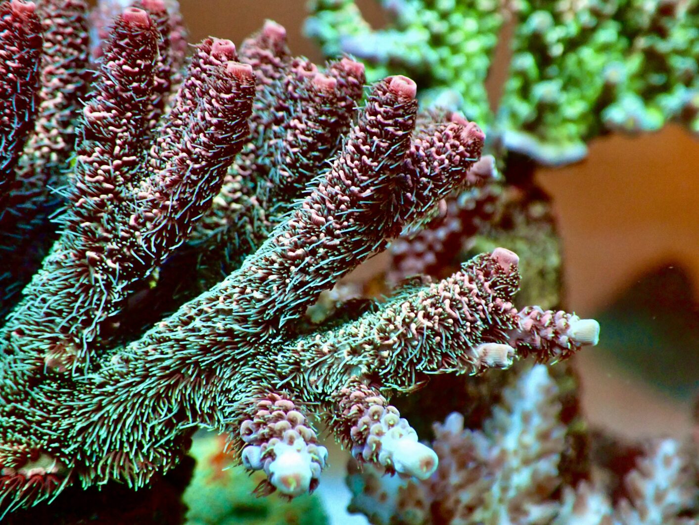 frijoles plato caravana Revealing top 10 secrets to get amazing coral color growth & health •Orphek