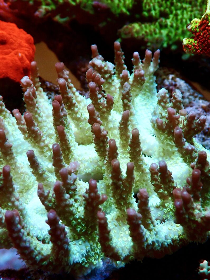 sekret wzrostu koralowców
