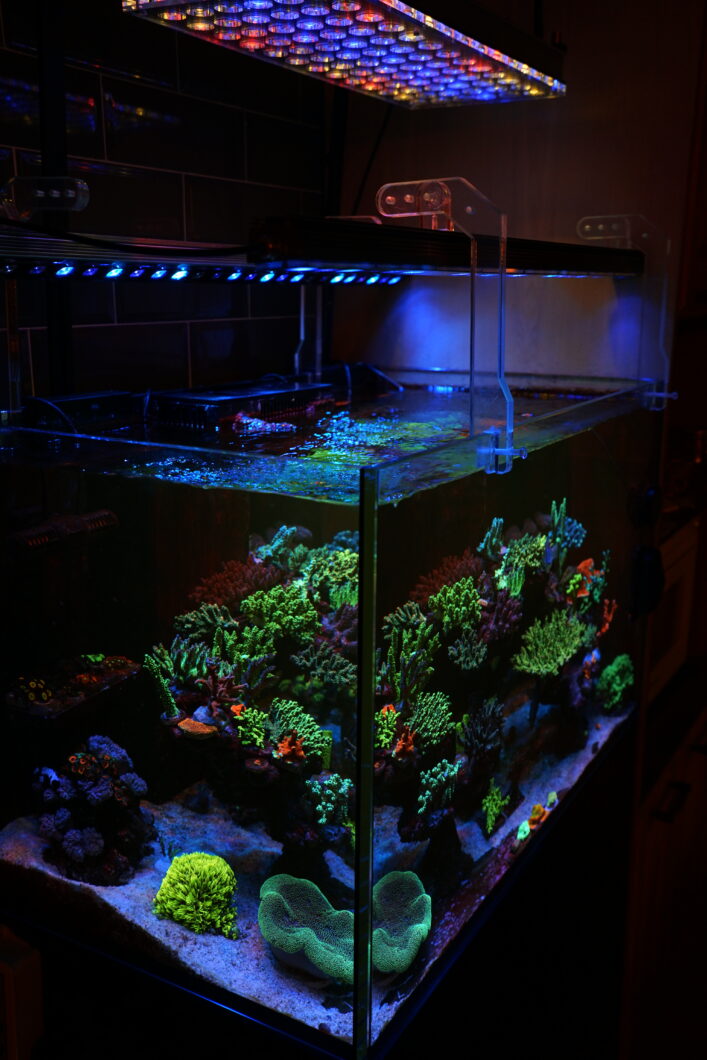 lampu LED akuarium air asin terbaik