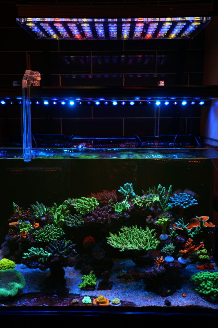 ไฟ LED แนวปะการัง sps ที่น่าตื่นตาตื่นใจที่สุด