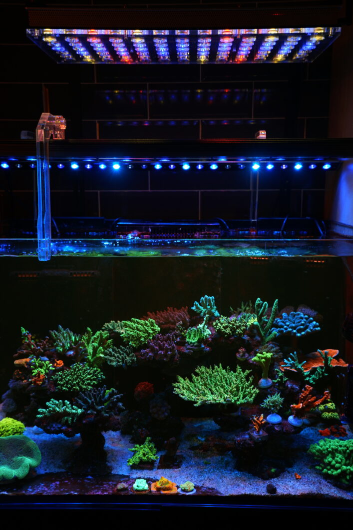 Reef Aquarium LED Light Galleria di foto • Orphek