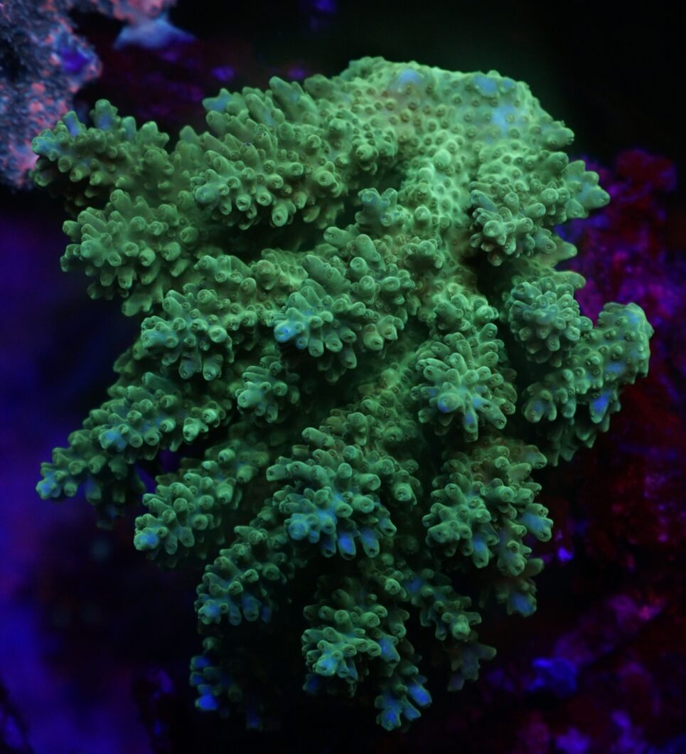 zelený sps acropora