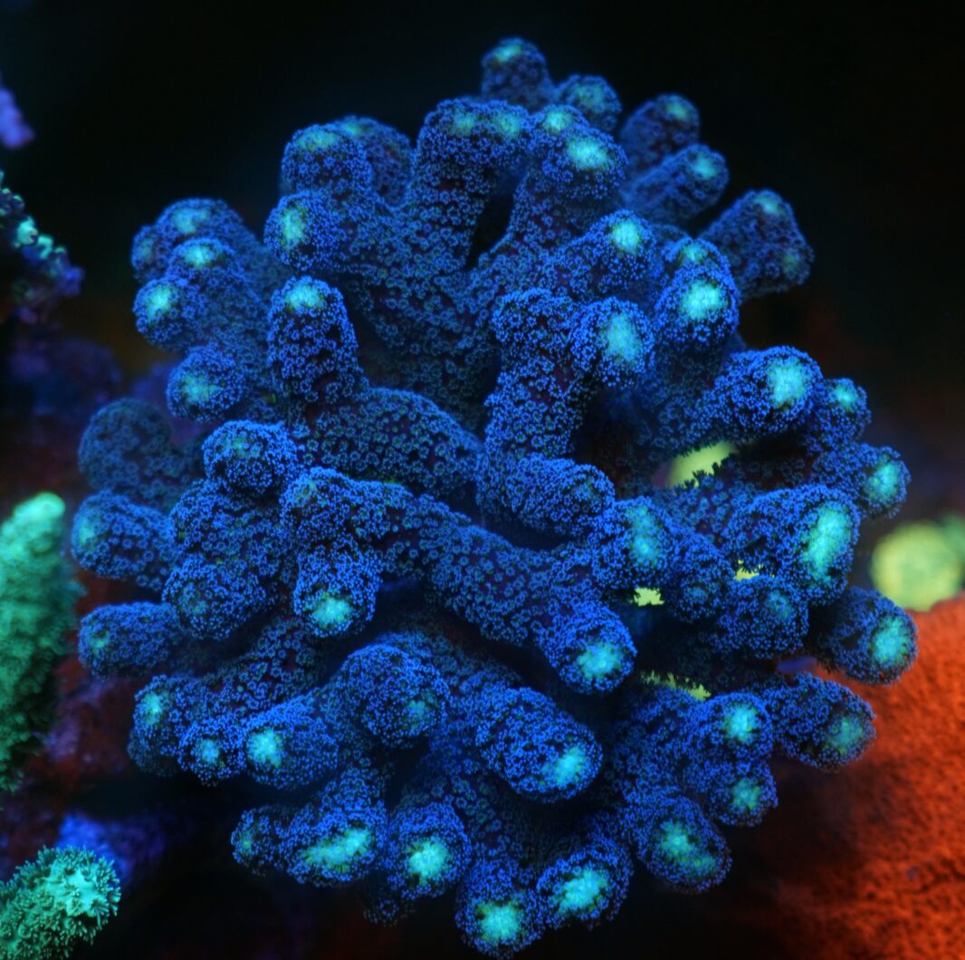 dyb blå sps acropora koral