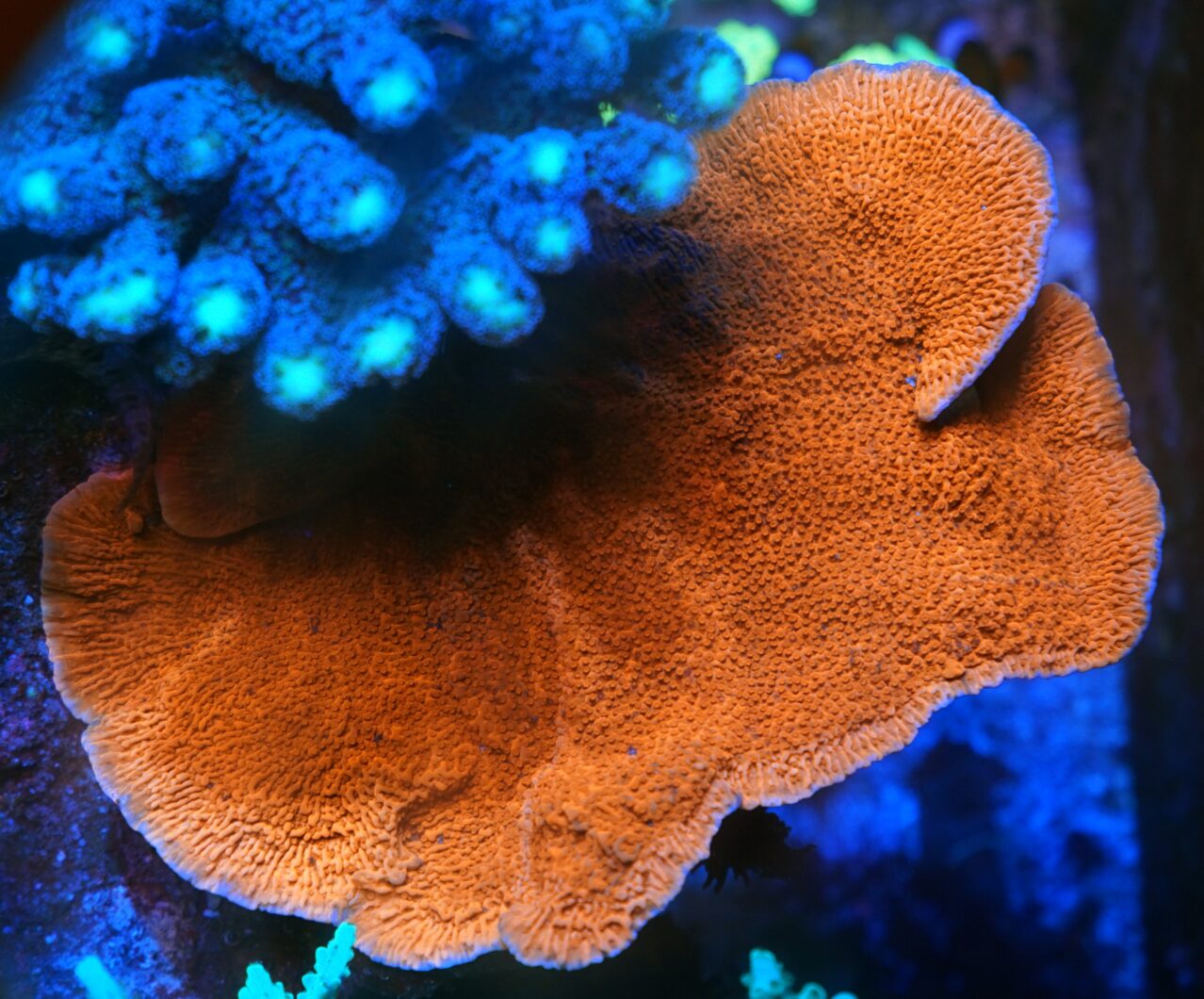 orang sps acropora кораллового цвета лучший светодиодный светильник для рифового аквариума
