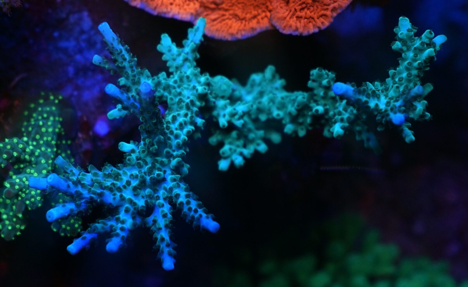 syvän sininen vihreä sps acropora koralli