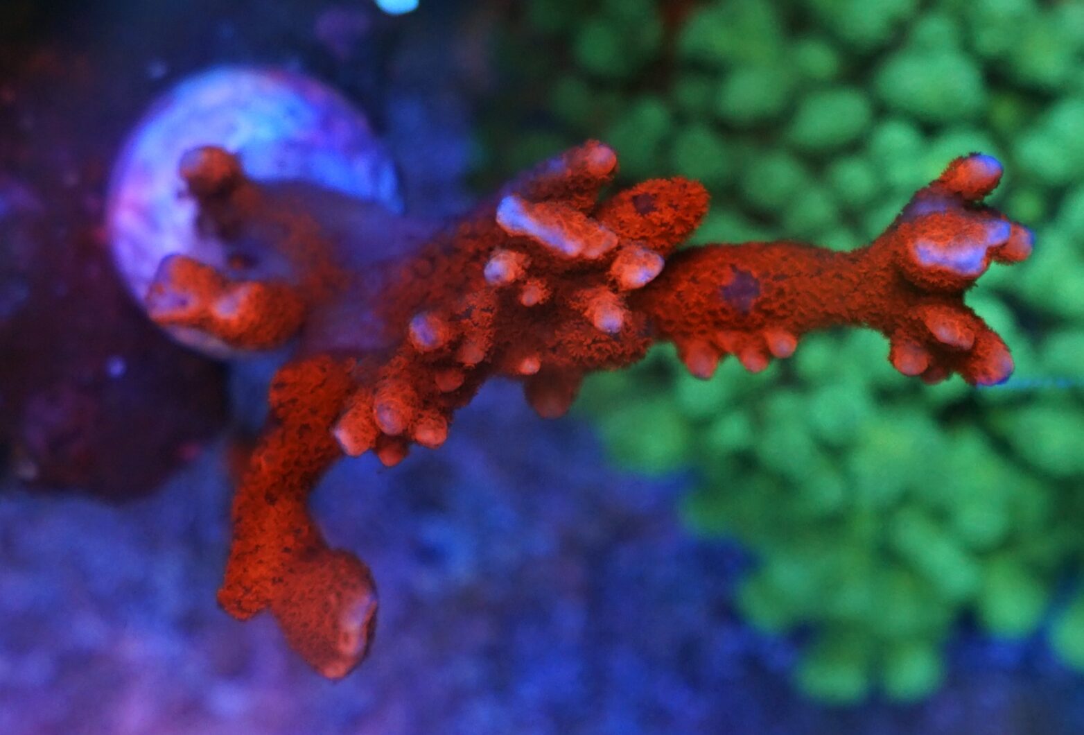 สีแดง sps acropor ปะการังสีที่ดีที่สุด Reef Aquarium LED Light