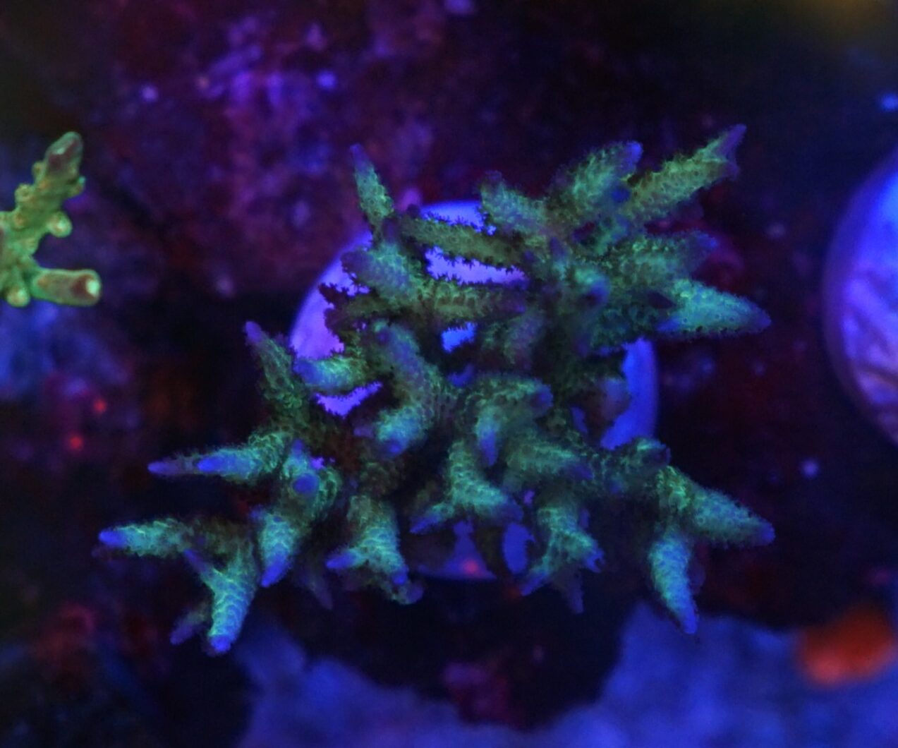 vihreä sps acropora koralli