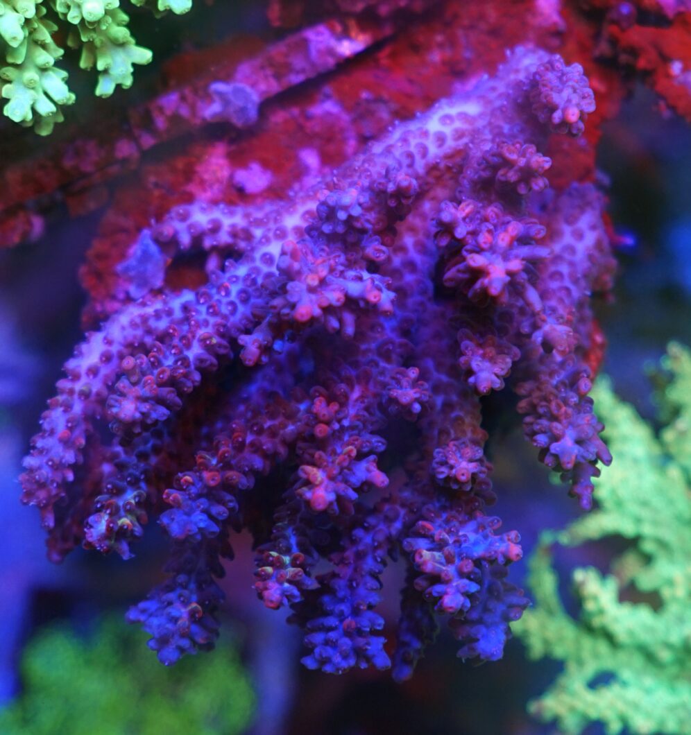 violet lilla sps acropora koralfarve bedste Reef Aquarium LED Light