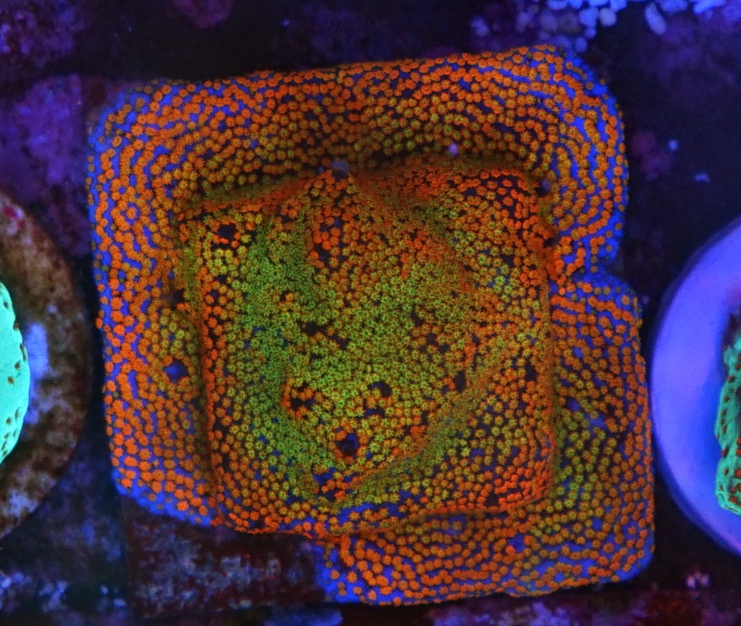 incrível cor de coral sps acropora melhor luz led de aquário de recife