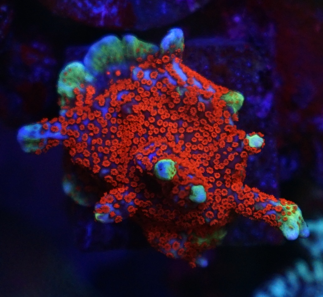 czerwony sps acropora kolor koralowy najlepsze światło LED do akwarium rafowego