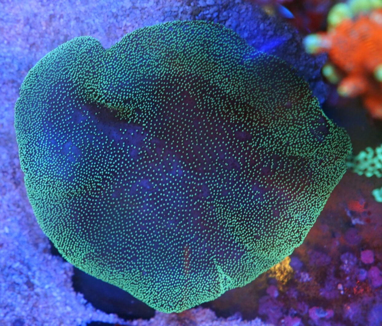 màu xanh lá cây đại dương sps acropora san hô màu sắc tốt nhất Reef Aquarium LED Ligh