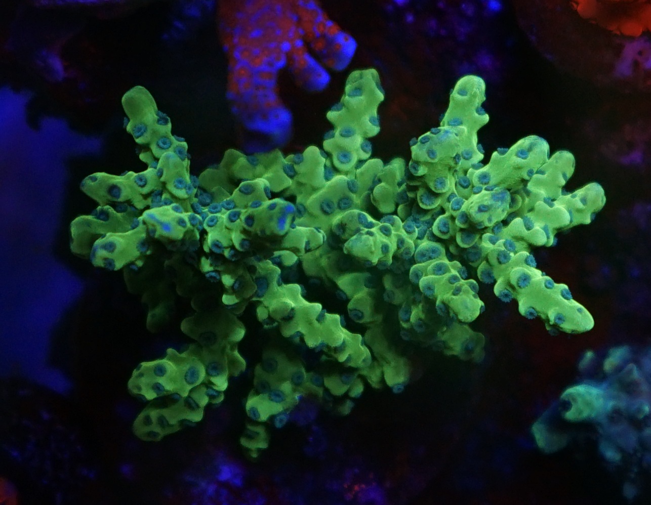 grøn fluorescerende sps koral