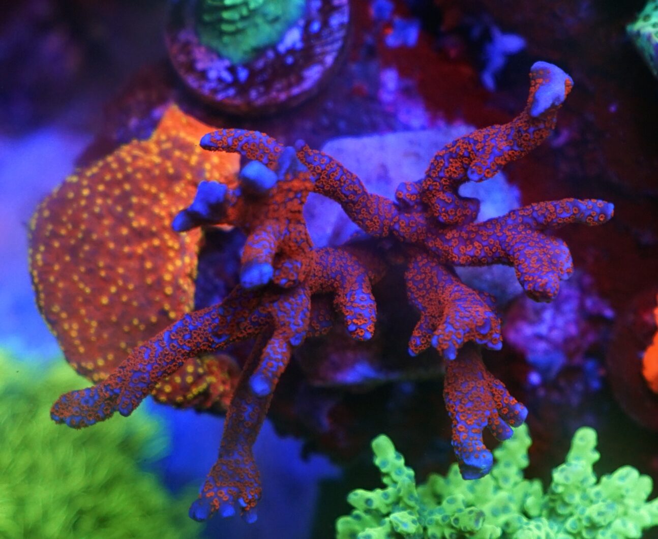 vaaleanpunainen sps acropora koralli