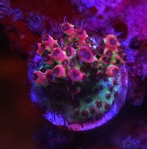 pink red sps acropora cora
