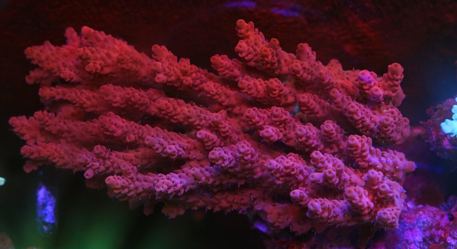 red sps acropora cora