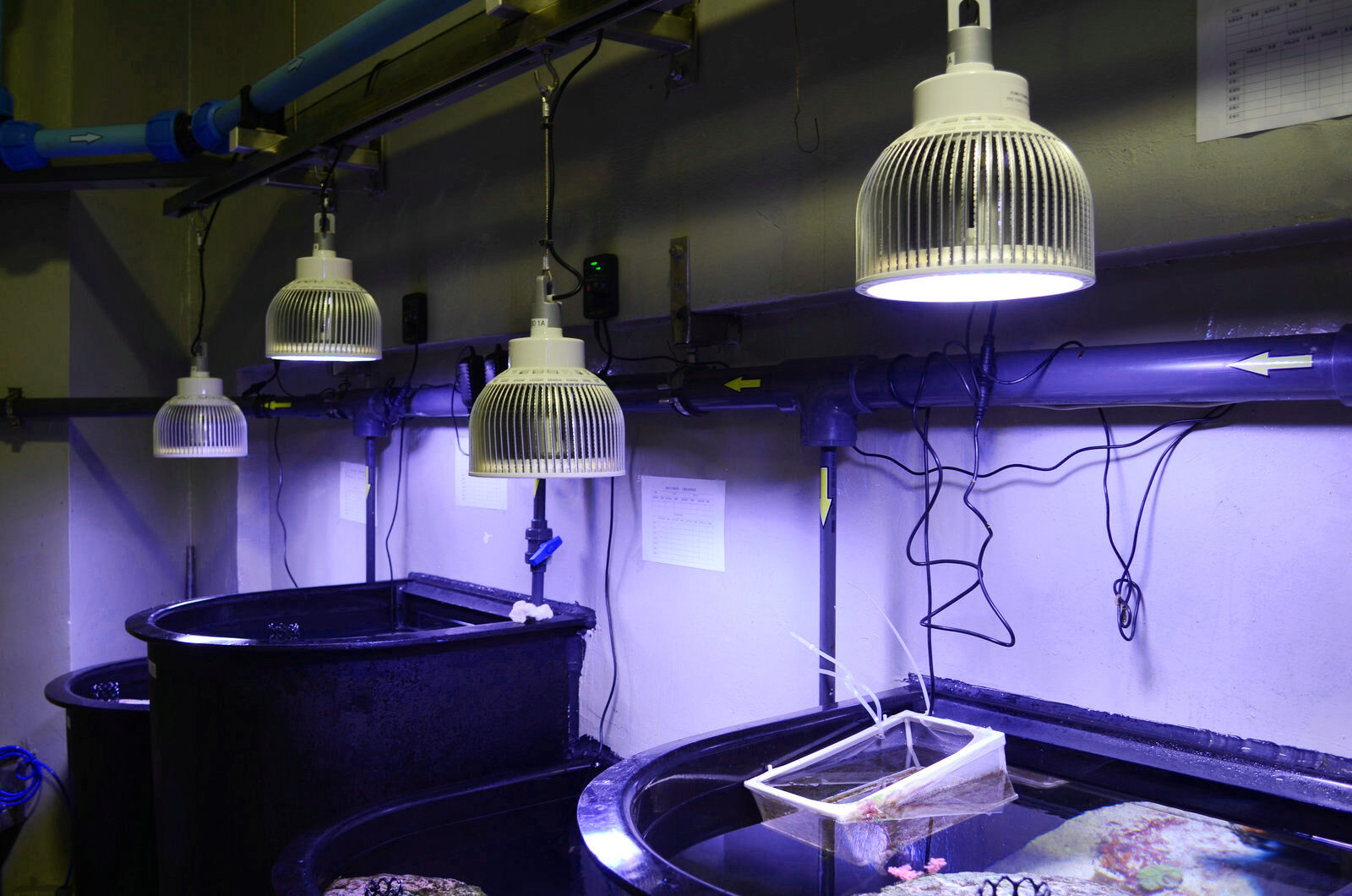 lampu led akuarium umum orphek atlantik