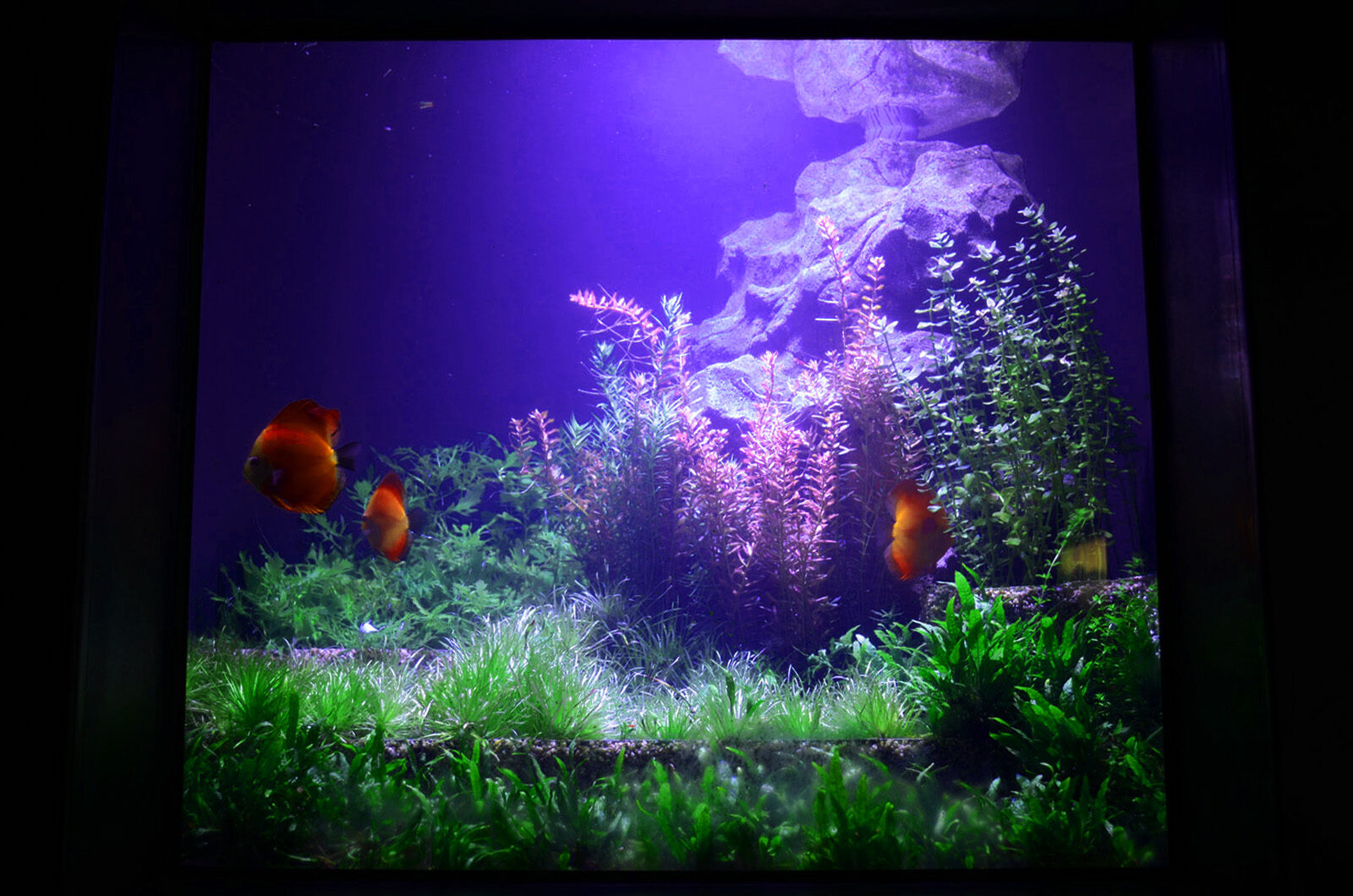 Aquarium LED-Beleuchtung