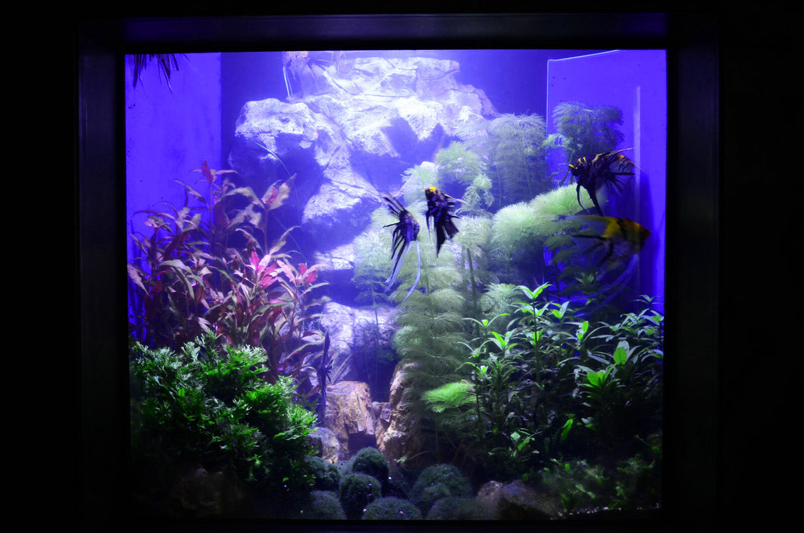 Пресноводный общественный аквариум с растениями orphek