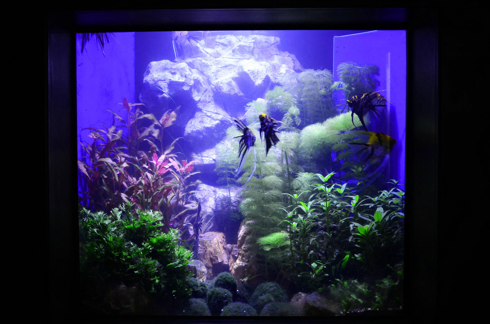 freshwater planted public aquarium orphek