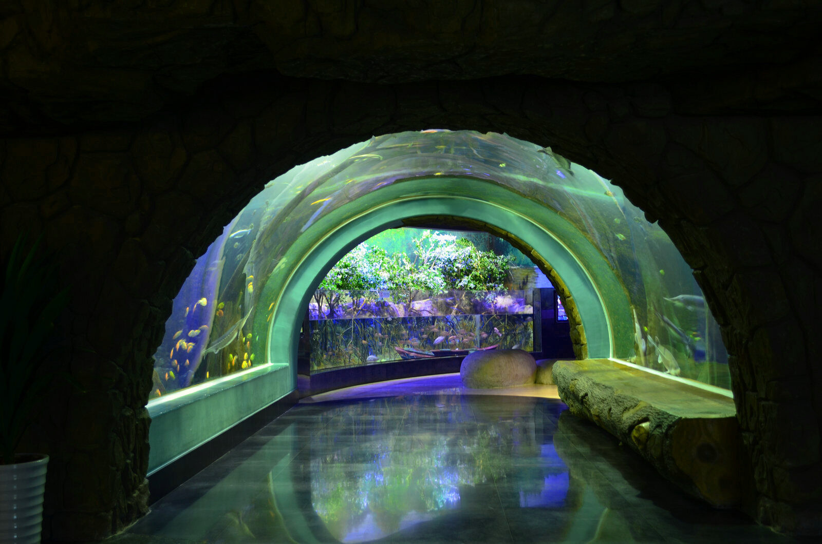 freshwater planted public aquarium tunnel orphek