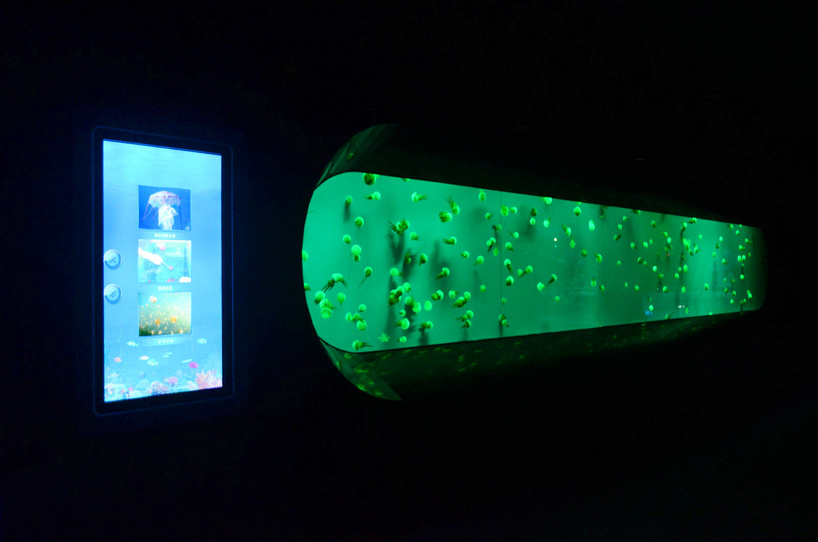 água-viva aquário público luz led orphek