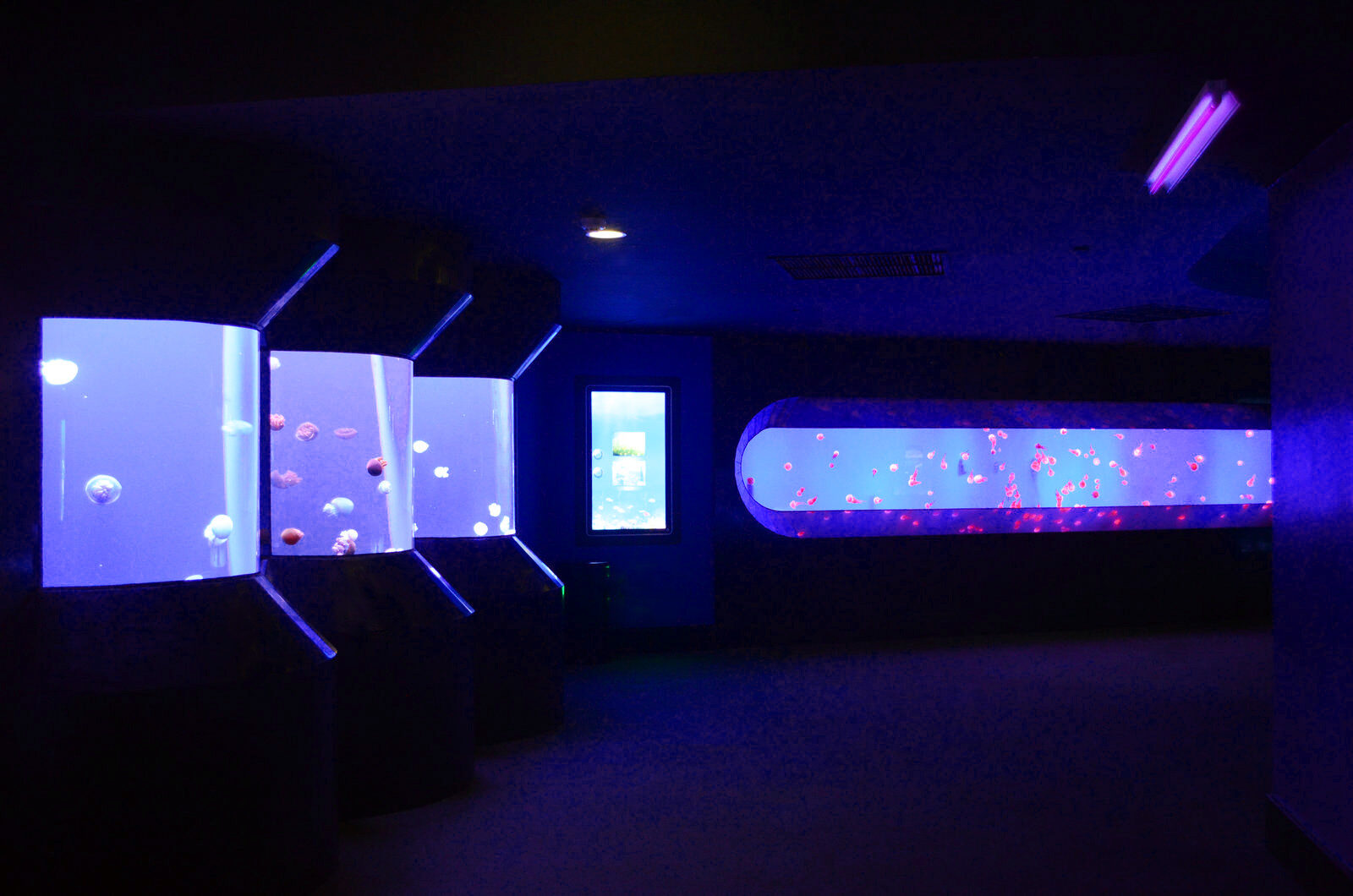 медуза общественный аквариум зоопарк светодиодный свет orphek