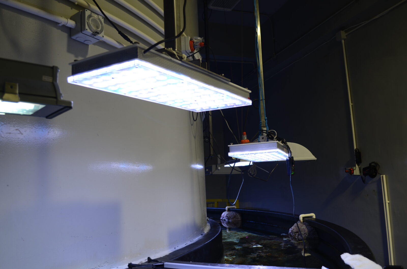 lampu led orphek atlantik untuk akuarium umum