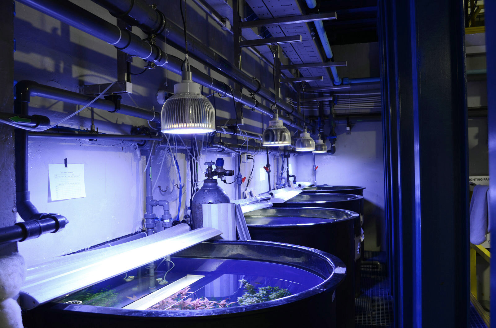 acuario público de agua dulce plantado luces led orphek