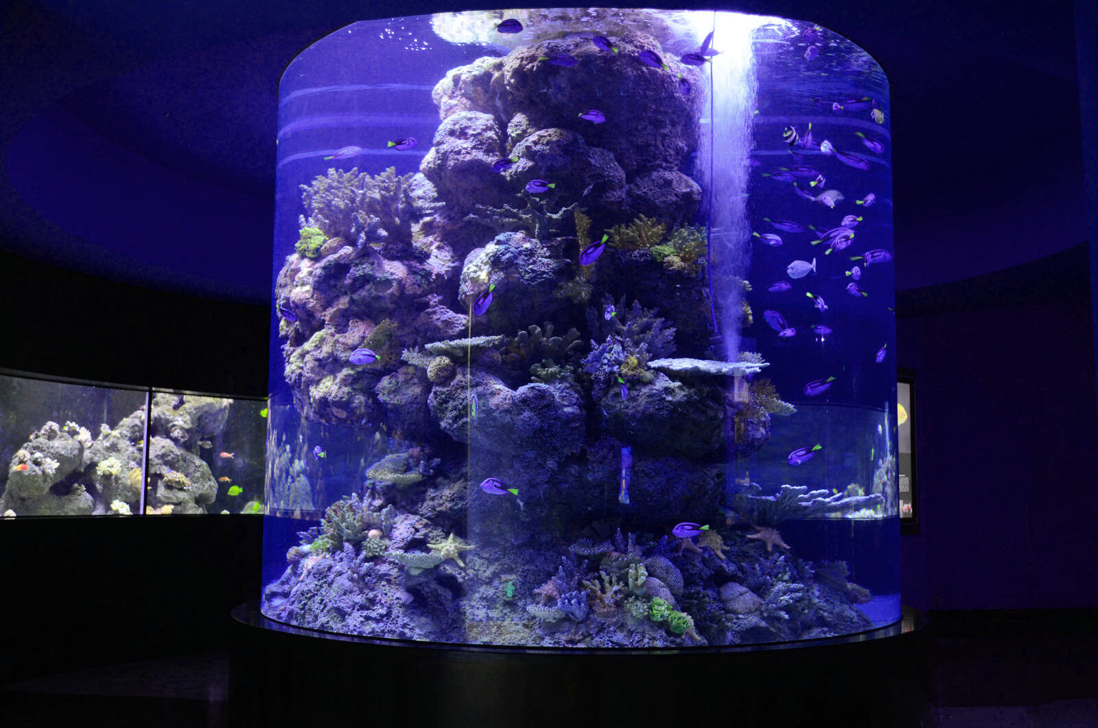 общественный аквариум цилиндрический бак светодиодный свет