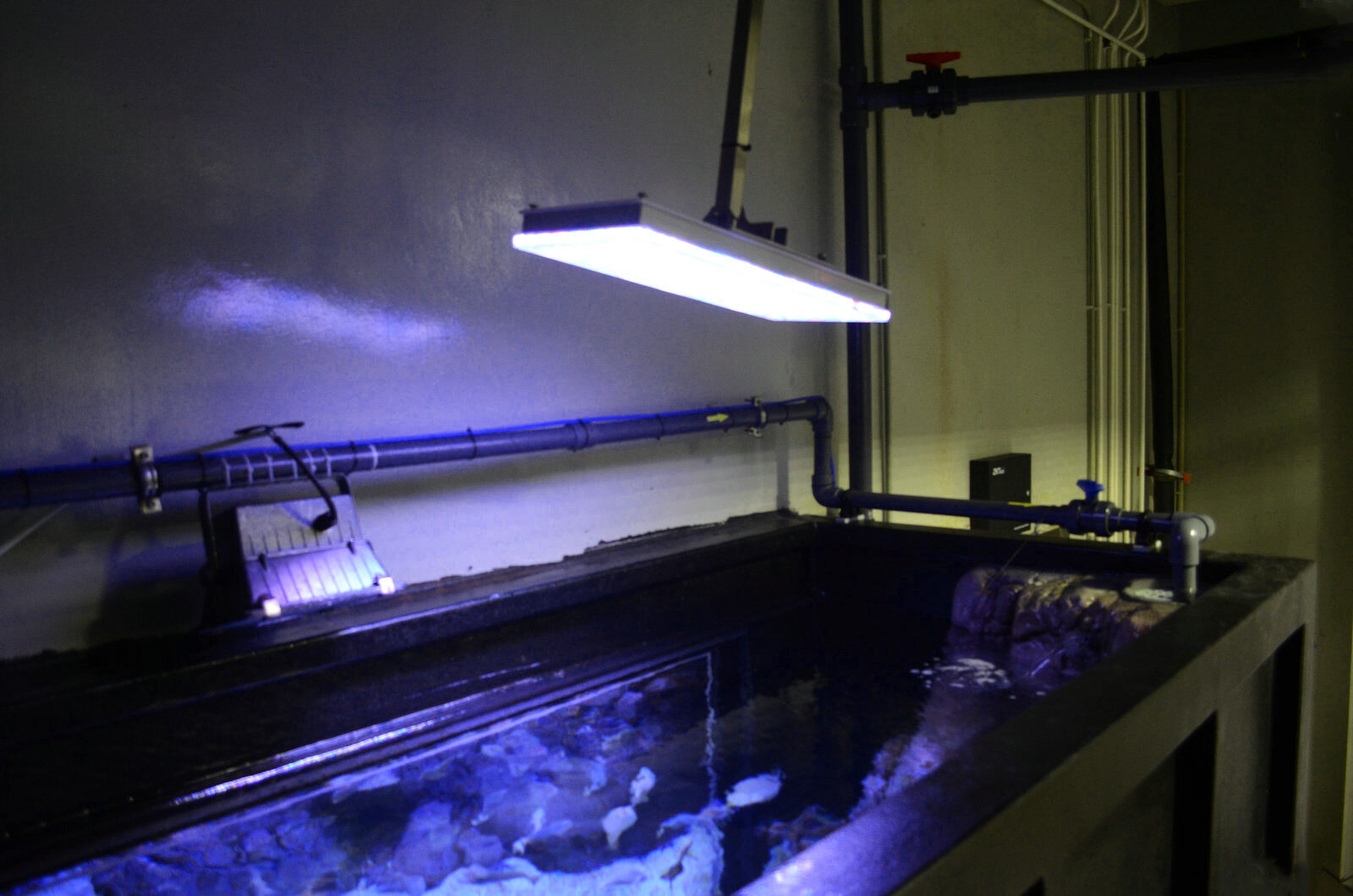 akuarium umum tangki terumbu led lampu ikon orphek atlantik