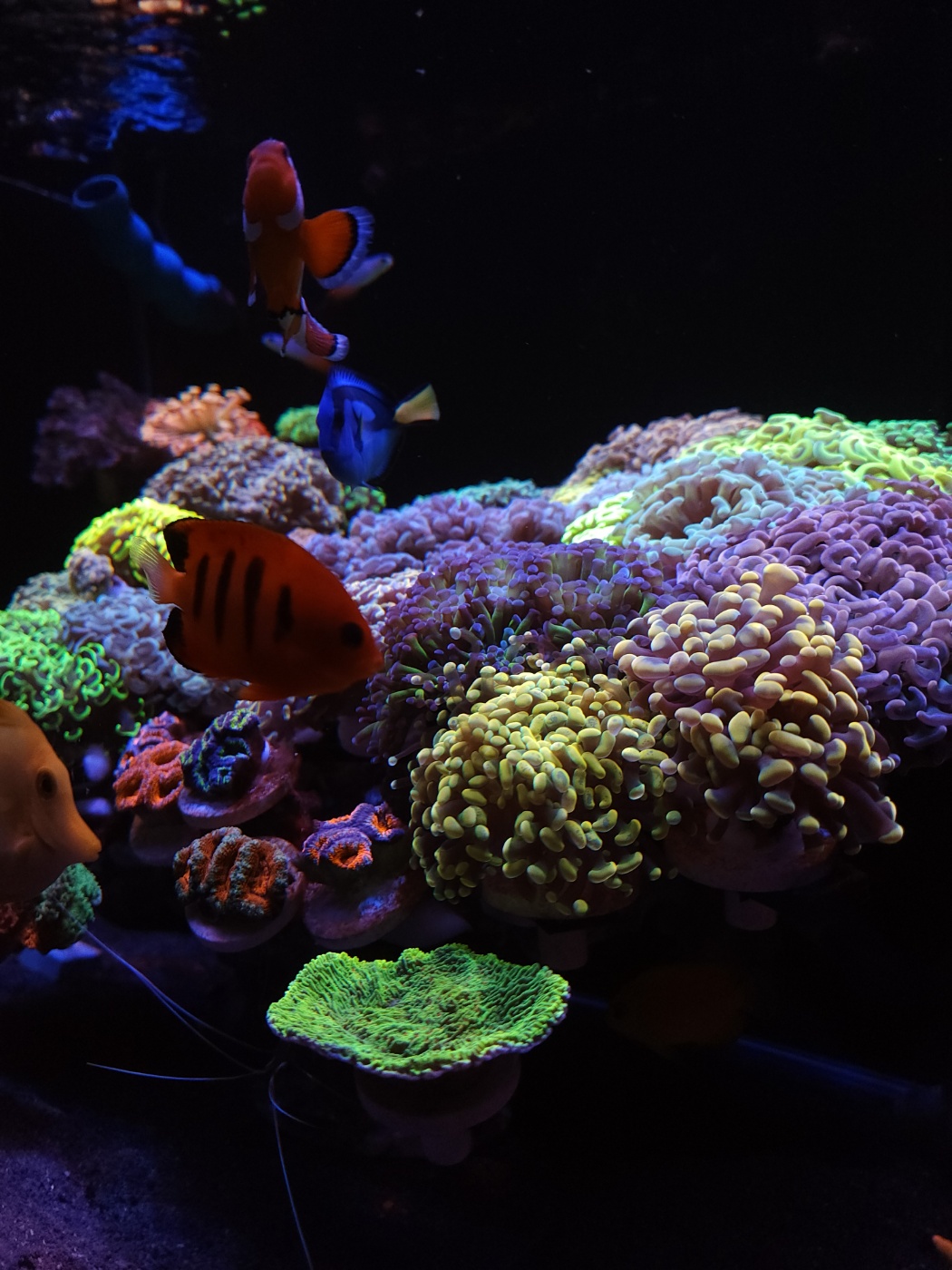 2023-лучшее светодиодное освещение для рифового аквариума-