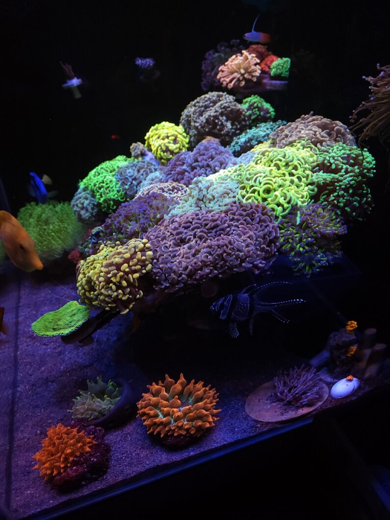 2023-mejor-acuario-de-arrecife-iluminación-led-orphek-
