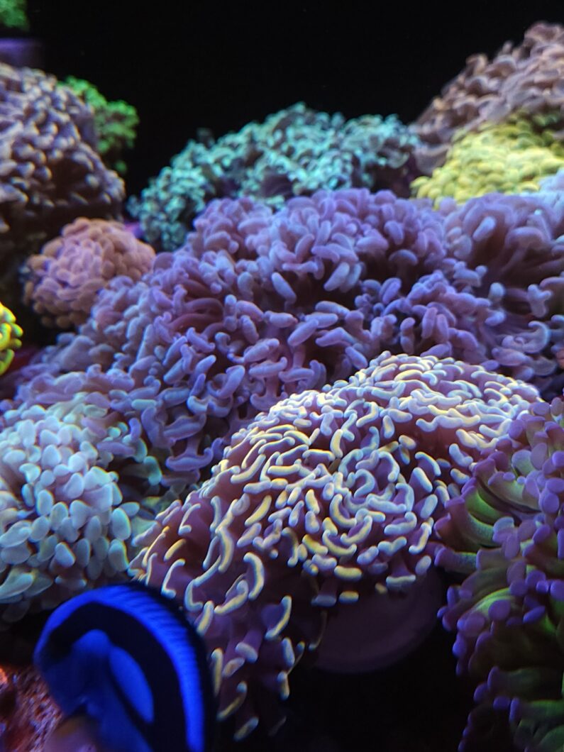 2023-wybitna-kolekcja-Euphyllia-coral-oświetlenie-od-Atlantik-iCon-i-OR3-LED-bar-