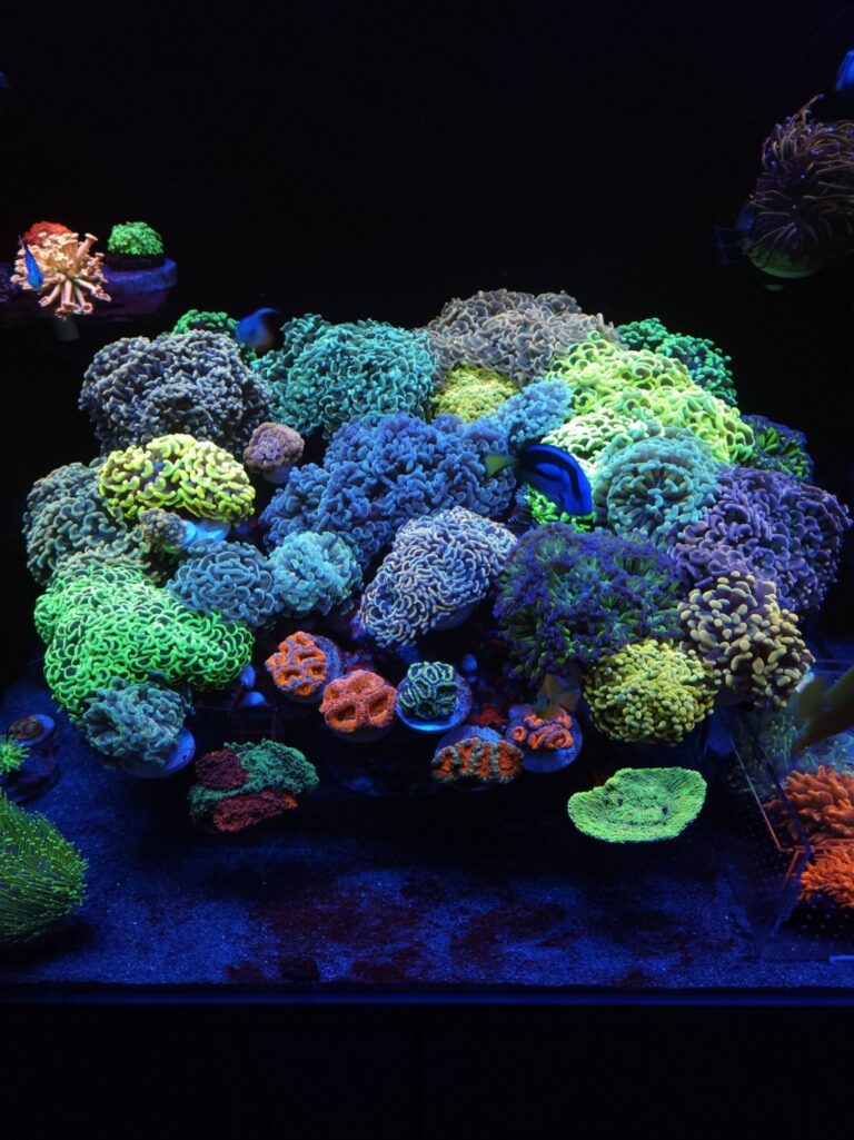 2023-Atlantik-iCon-and-OR3-LED-bar-1-1의 뛰어난 Euphyllia-coral-collection-lighting
