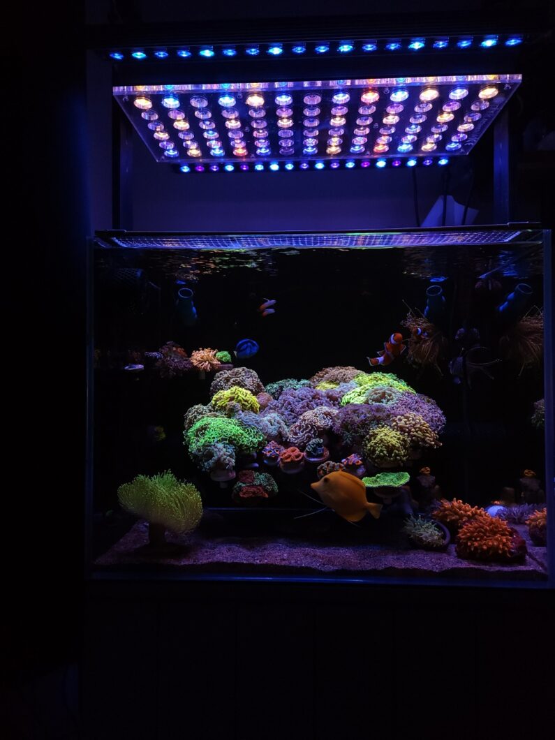 2023 outstanding Korean Euphyllia coral collection  lighting by Atlantik iCon and OR3 LED bar

Name : Kim Dong Min

Tank size : 600*450*450 mm

Lignt : Orphek iCon , OR3 Blue sky,  OR3 Blue Plus

Return motor : jebao dcp 6000

Wave motor : jebao SLW 10* 3

Skimmer : Deltec 600i