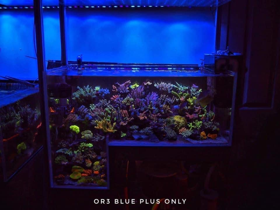 OR3-蓝色加礁石LED酒吧礁石水族馆-