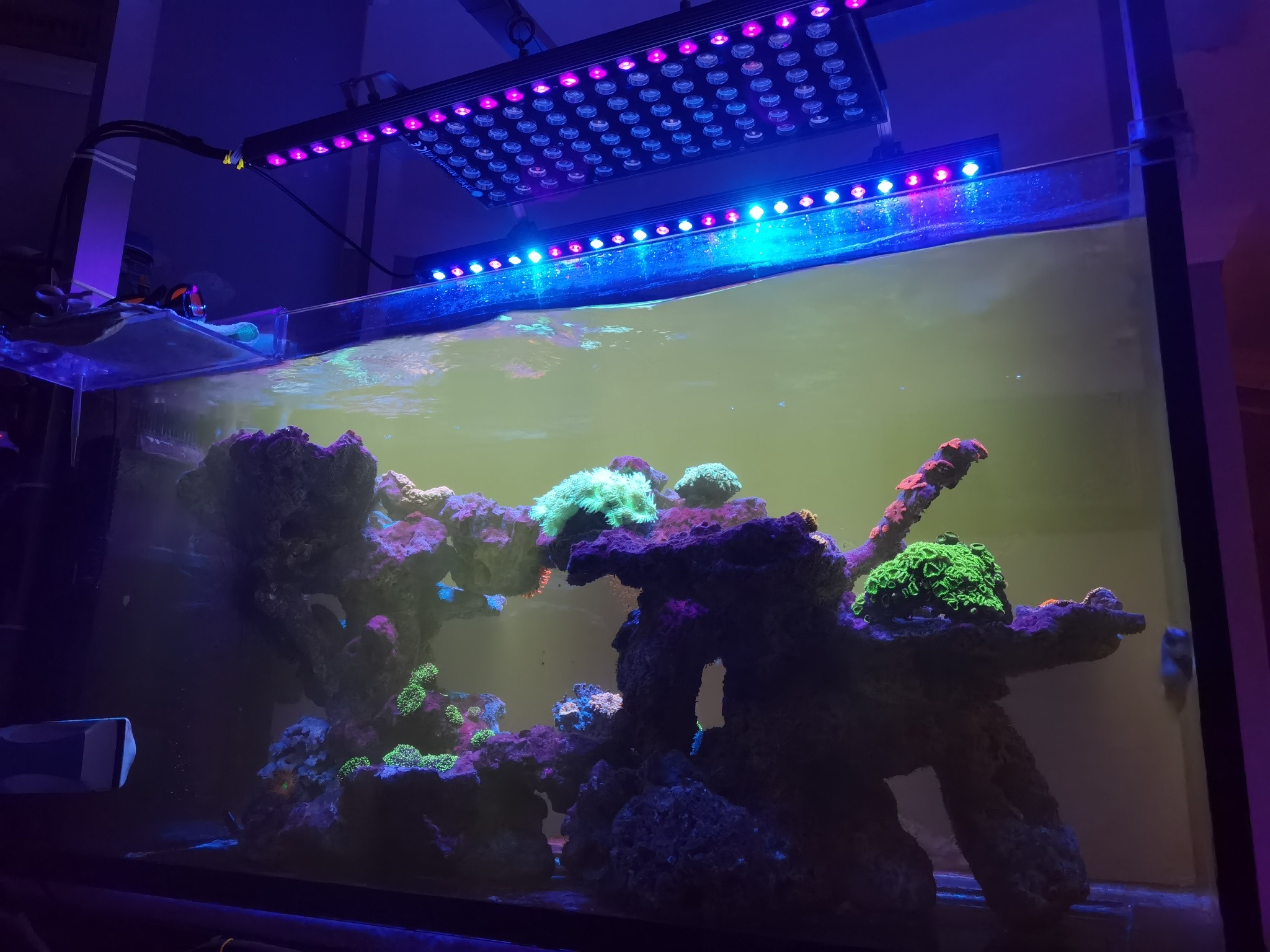 OR3 LED Bar Reef Aquarium Photo Gallery • Orphek Reef Aquarium LED Lighting