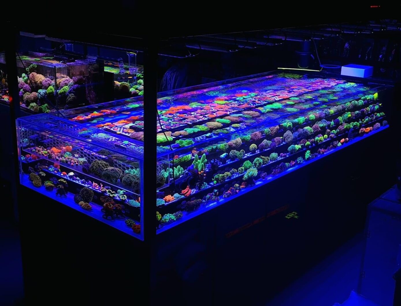 trang trại mảnh san hô -OR3 thanh LED