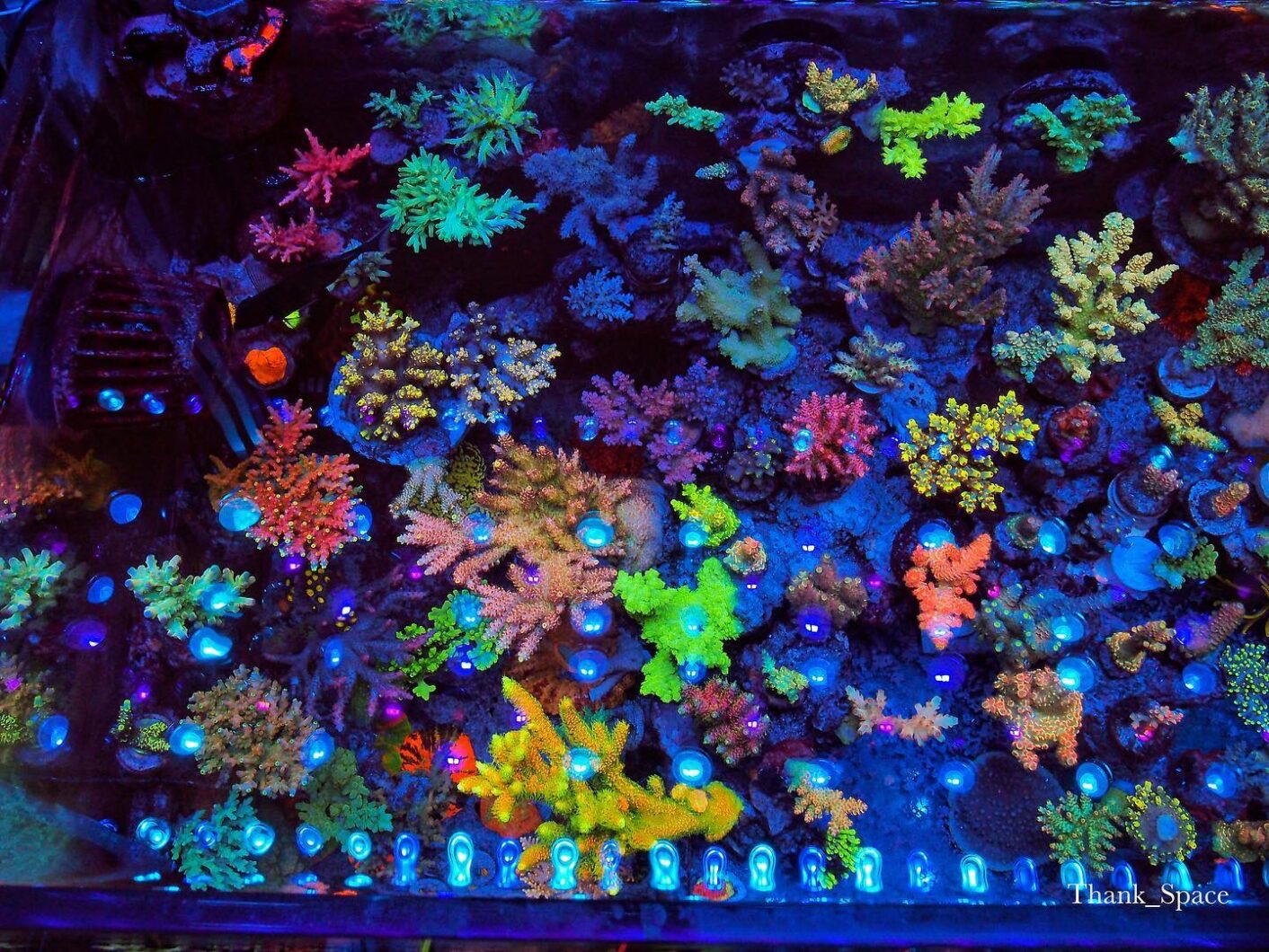 مدهش-المرجان-لون-الشعاب-دبابة- OR-LED- بار-